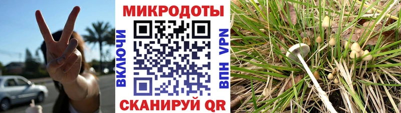 как найти Белый Галлюциногенные грибы Psilocybine cubensis